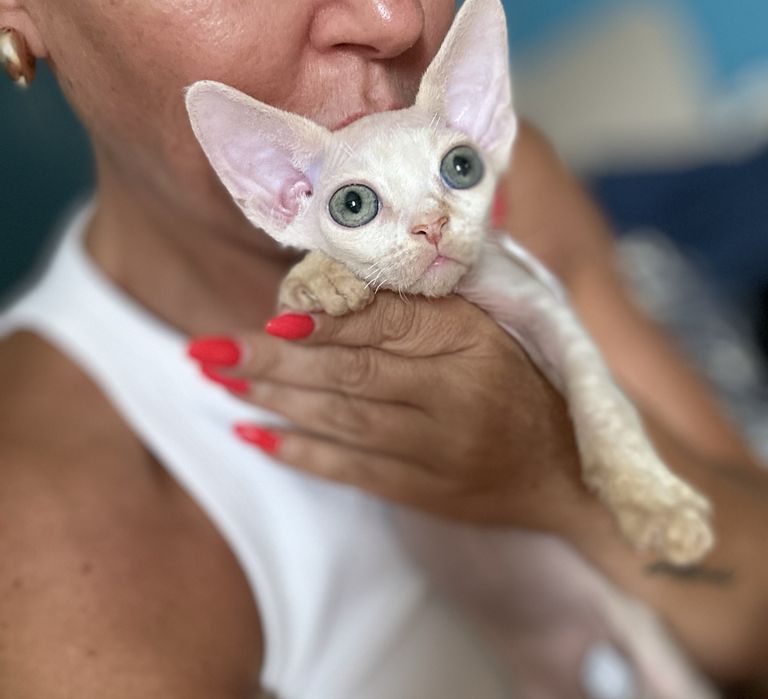 Kocurek devon rex Niebieskooki