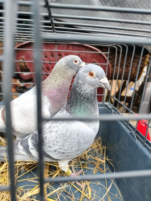 Sprzedam głębię stare