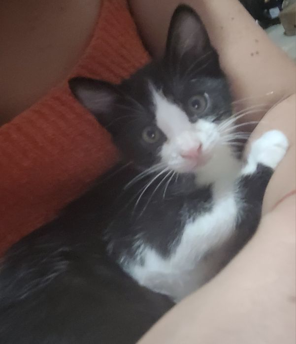 Gatinhos 8 semanas