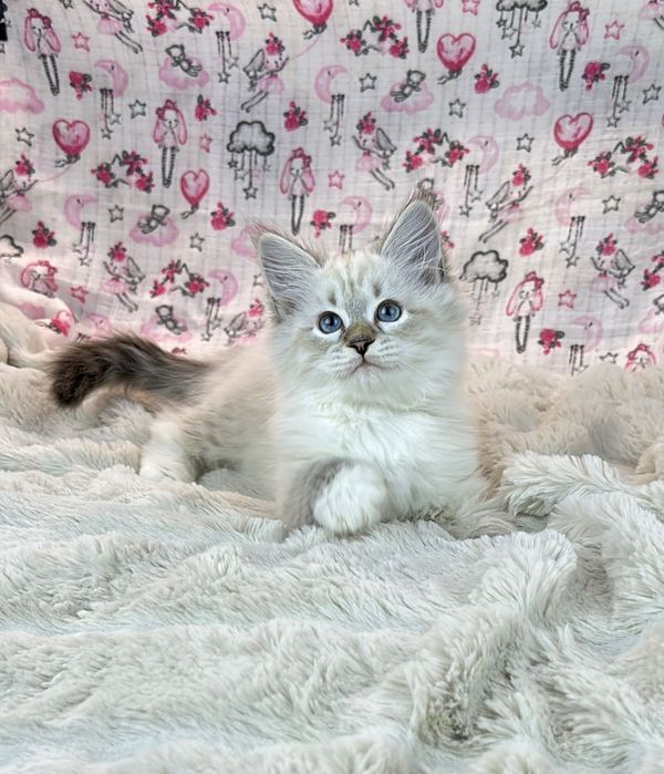 Клубные невские маскарадные котята