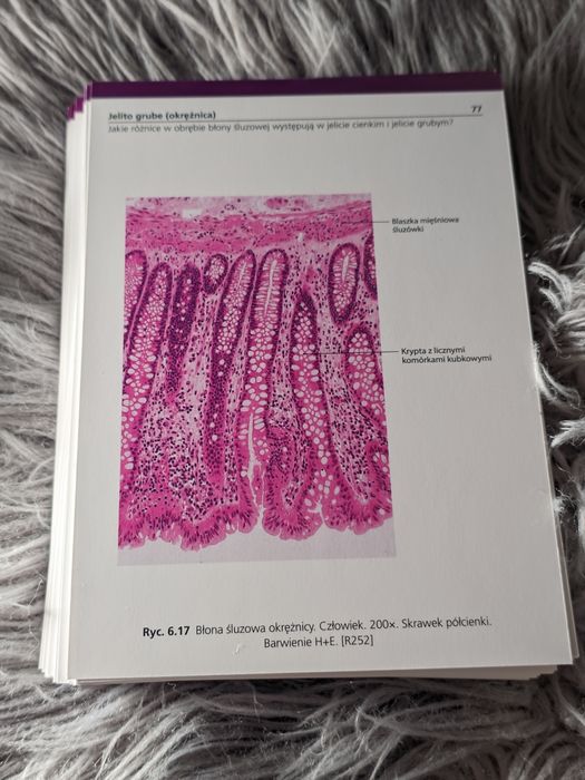 Sobotta Flashcards: Histologia, wydanie 6 fiszki