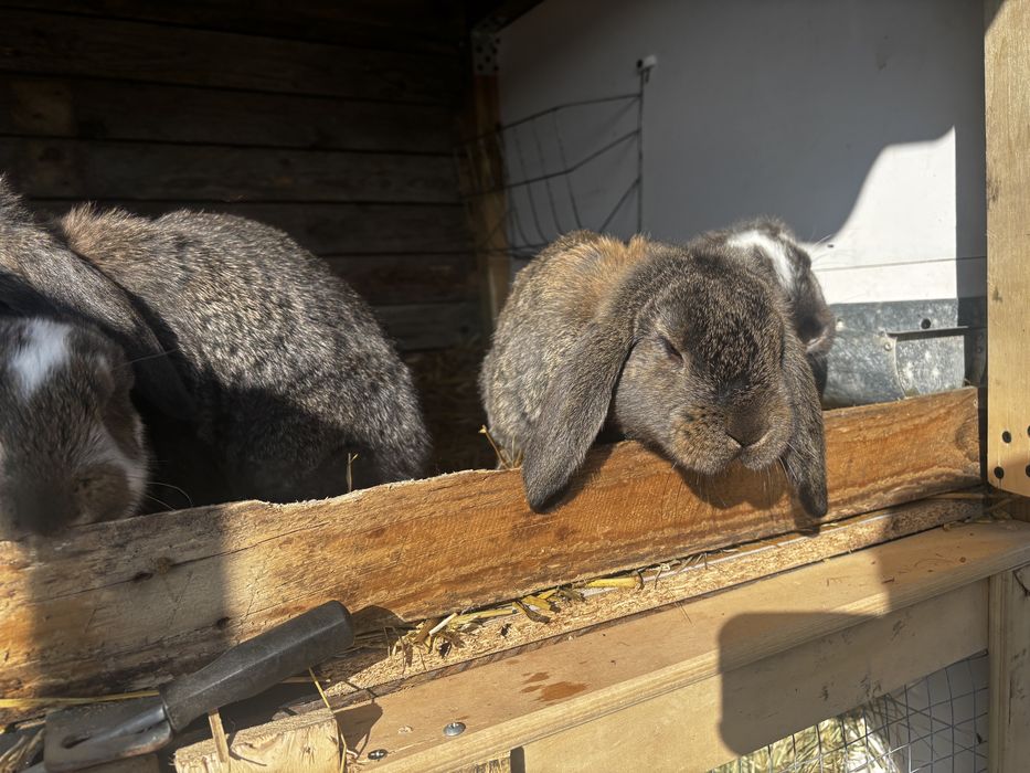 Kroliki barany francuskie