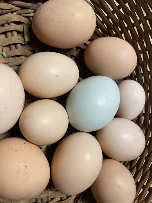 Ovos de cor azuis …