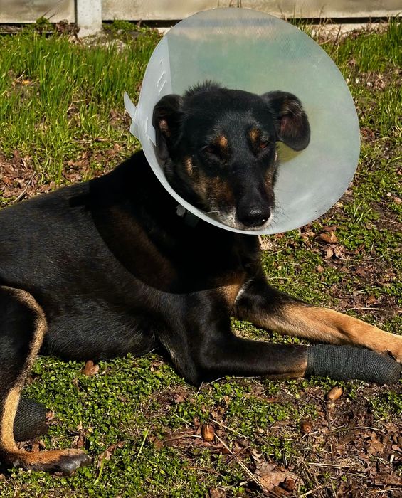 Собака над якою знущались врятуй собаку притулку собака дівчинка