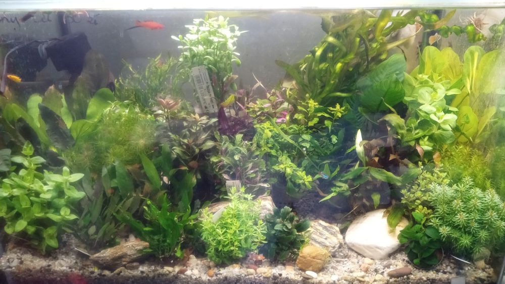 Skalar Red Devil - Tina Zoo Zabrze