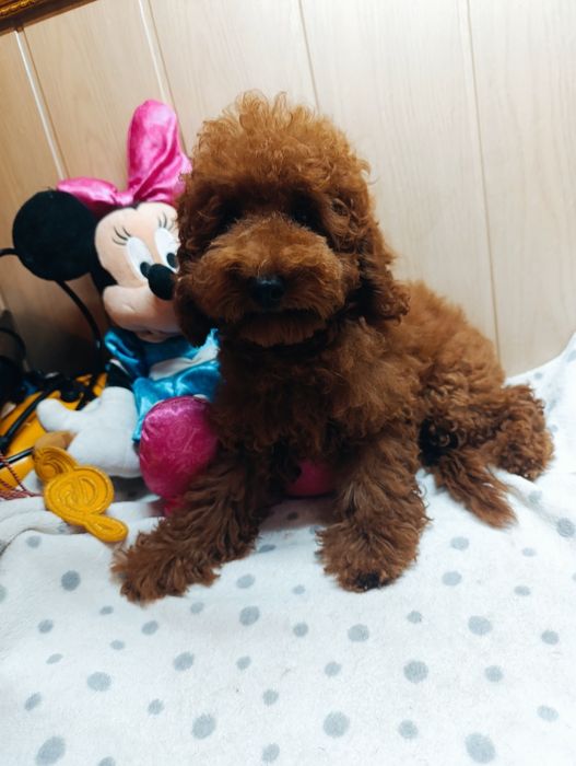 Пудель Той Ред Браун