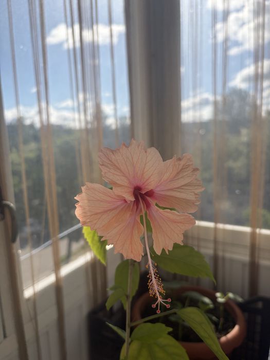 Роза комнатная .Гибискус: персиковая полная Double Yellow Peach .