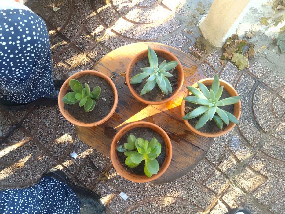 Vasos para venda