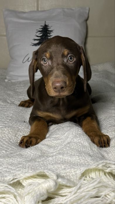 Продаются малыши добермана