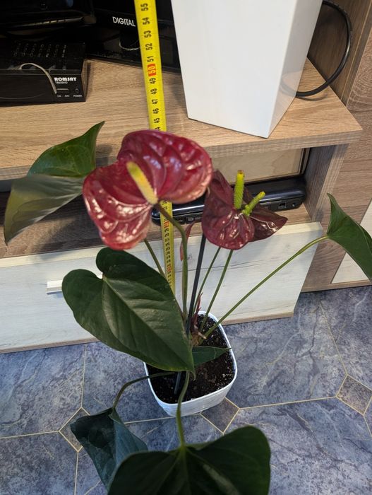 Anthurium Floriclone Tranquil