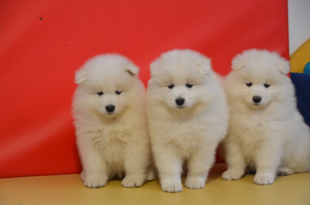 Samoyed ZKwP FCI piesek  suczki