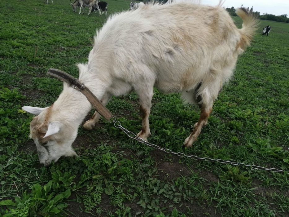 Продам білу козу.