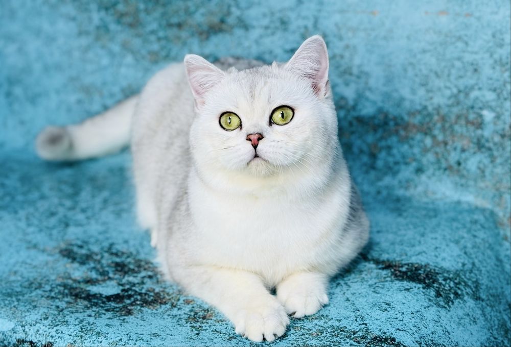 Шотландський котик срібна шиншила