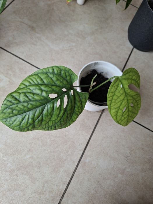 Monstera Spiderman nie variegata