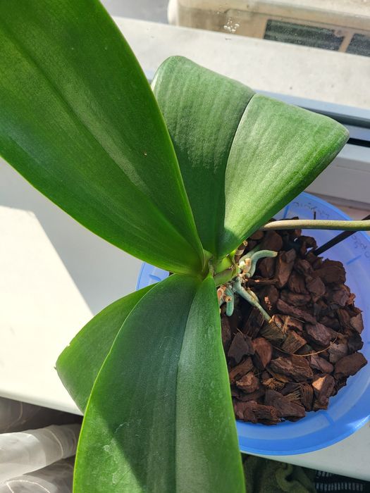 Орхідея Phalaenopsis яскраво рожева