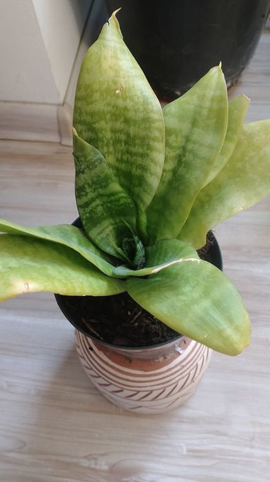 Sansewieria  domowaieria