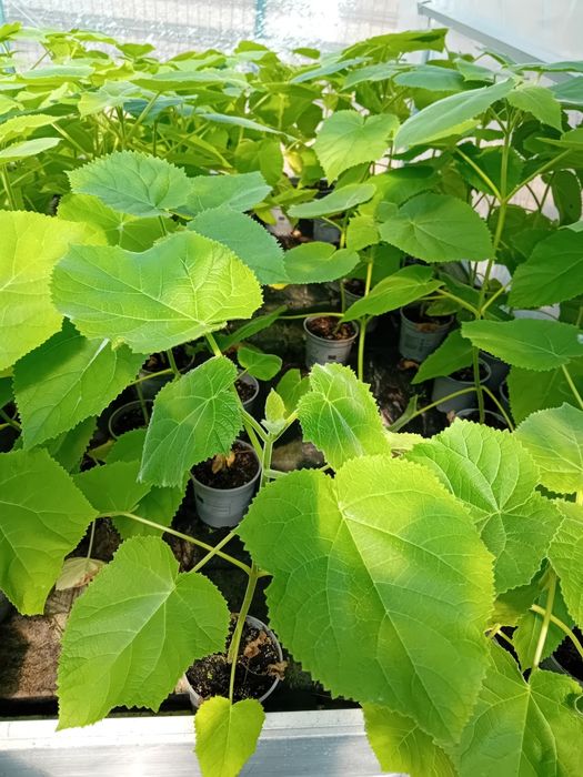 Drzewo tlenowe paulownia oxytree