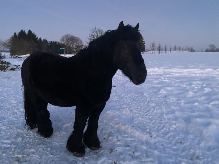 Konie, Klacz, Źrebaki