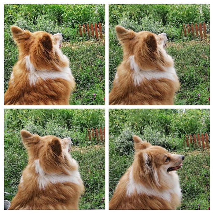 Перетримка собак(маленьких та середніх порід))