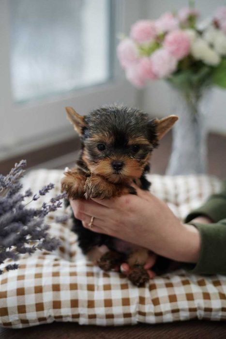 Маленькі, але горді – йорки, що стануть членами родини