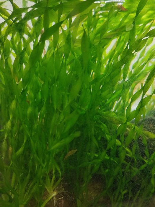 Водное растение Валлиснерия и Роголистник (трава) для аквариума Валлис