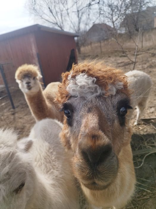 Sprzedam alpaki, alpake