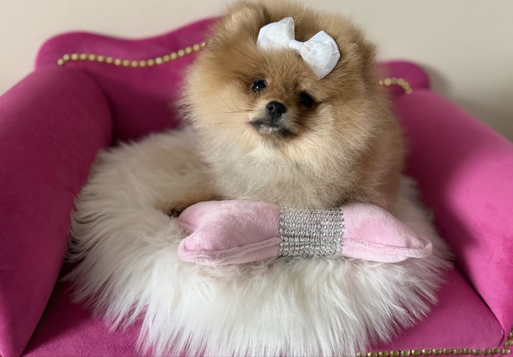 Szpic miniaturowy pomeranian  Mega mis FCI