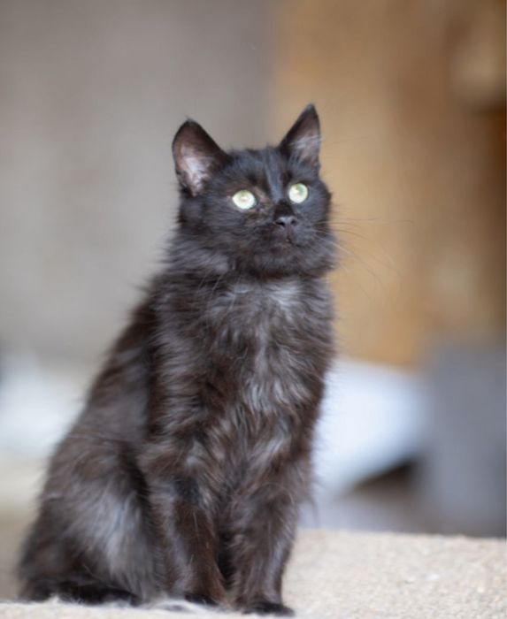 Ласковый Блейд, 4 мес, котенок, черный