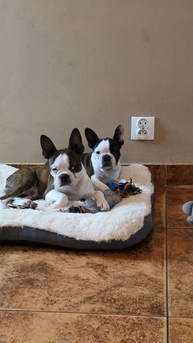 Boston Terrier z rodowodem