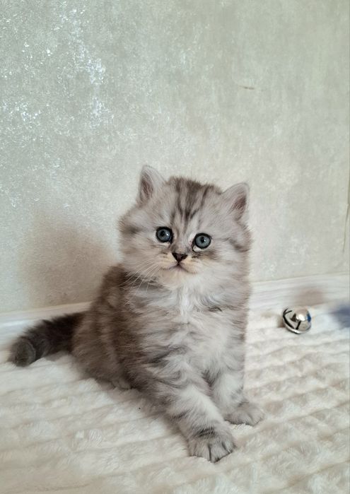 Британский котёнок ns22