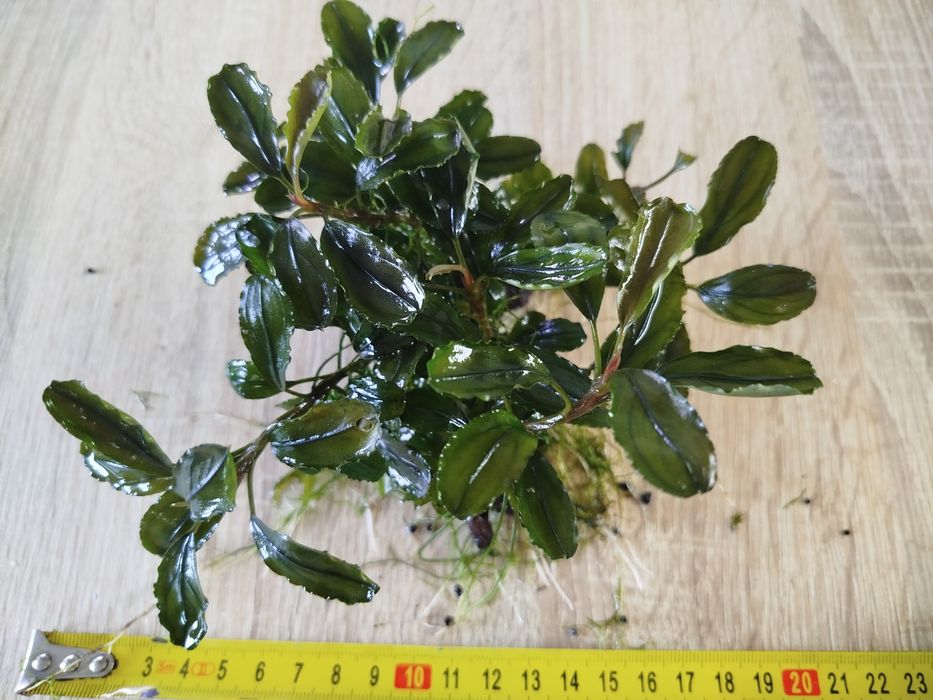 Bucephalandra red gaia, roślina do akwarium