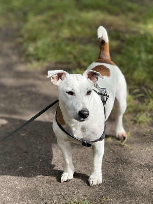 Прекрасний джек рассел терʼєр для вязки