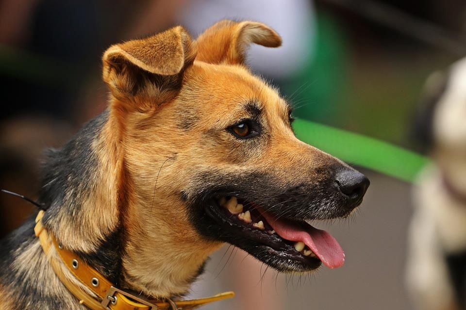 Jadzia szuka domu!!!