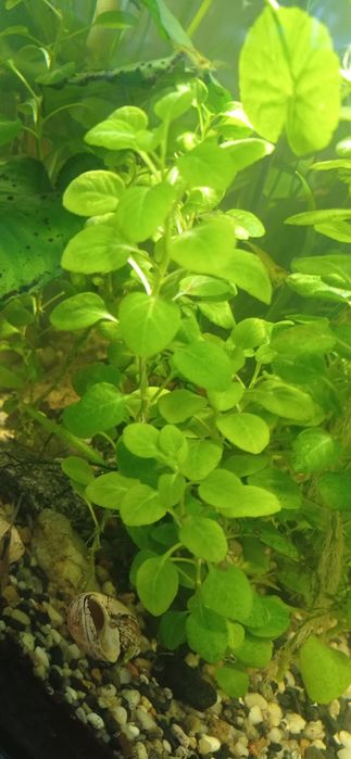 Roślina akw.  Lobelia Cardinalis