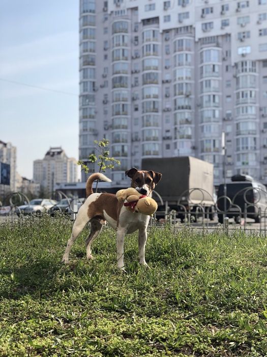 Джек рассел Парсон рассел для вязки