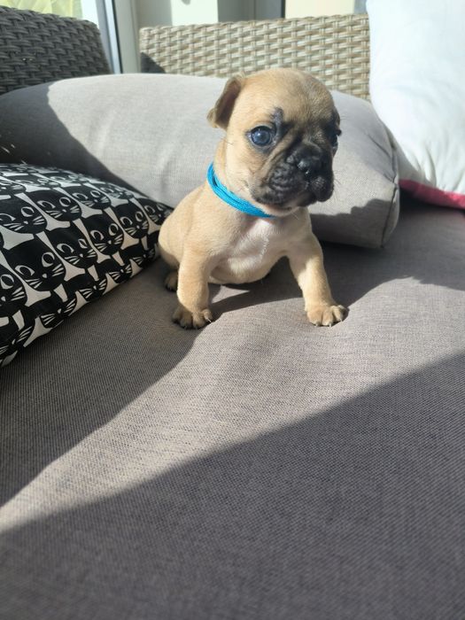 Buldogue Francês  Fawn -  Macho