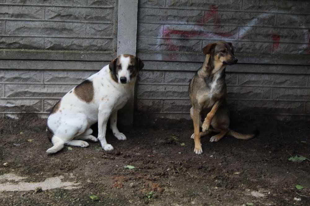 014895 Rogaś do adopcji