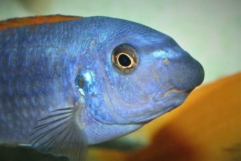 Labeotropheus Trewavasae Thumbi West