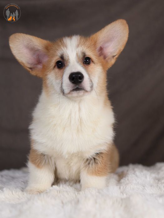 Welsh Corgi Pembroke ZKwP FCI  piesek po CH.PL