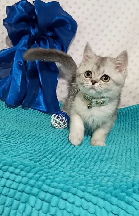 Котенок : Милый котошиншилленок .
