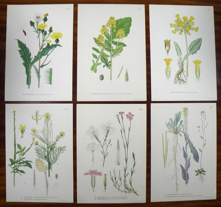 Stare ryciny botaniczne - litografie