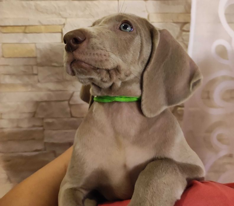 Wyżeł Weimarski domowo-rodzinny WEIMARANER