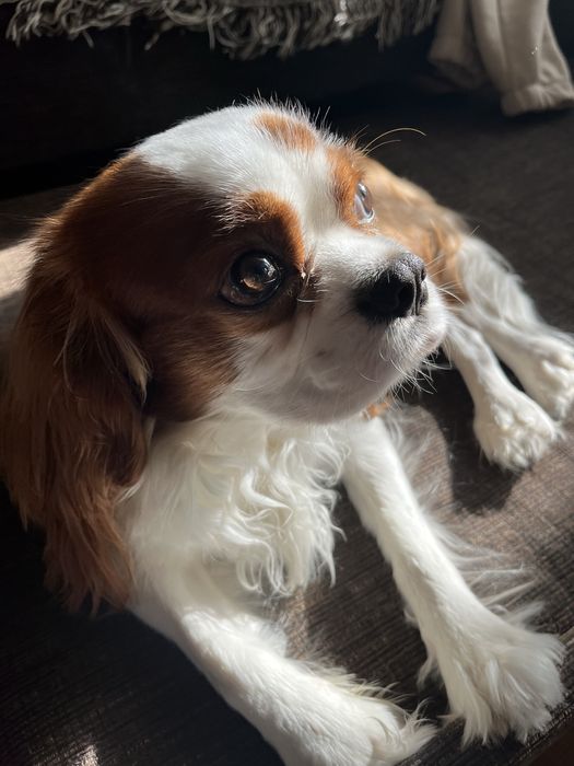 Вʼязка кавалер кінг чарльз спаніель