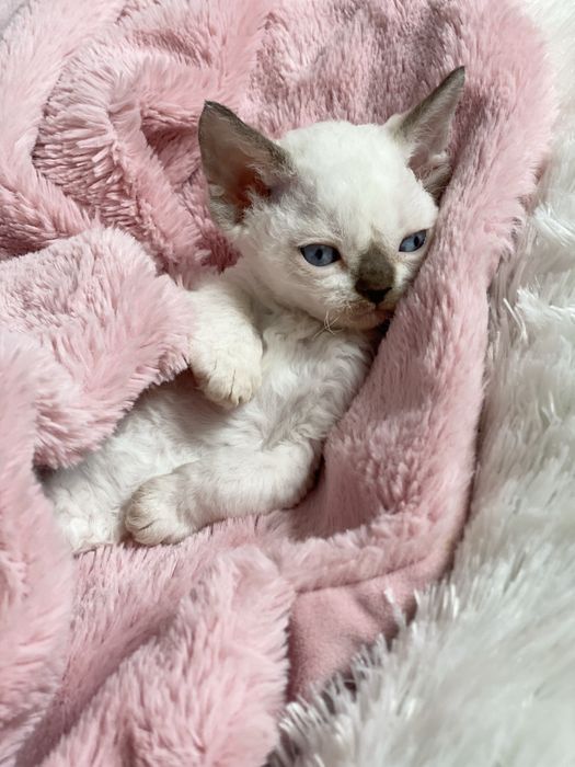 Noa Calvados*PL przekochany chłopczyk Devon Rex błękitne  oczy, filmiki