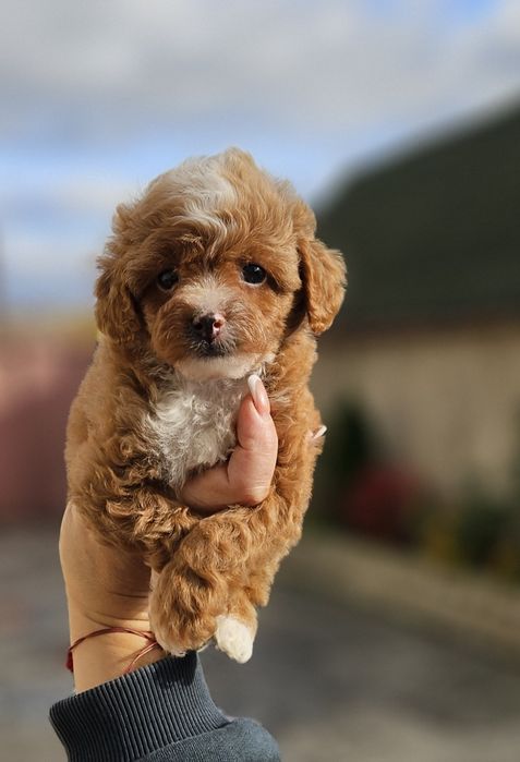 Девочка  красавеца мальтипу 2мес