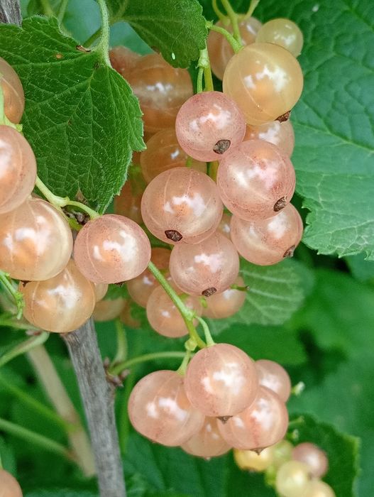 Агрус червоний та Смородина чорна, порічка червона і біла, саджанці