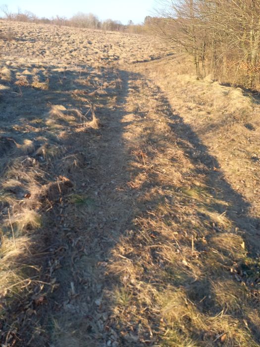 Земля в Бохониках, біля Бугу