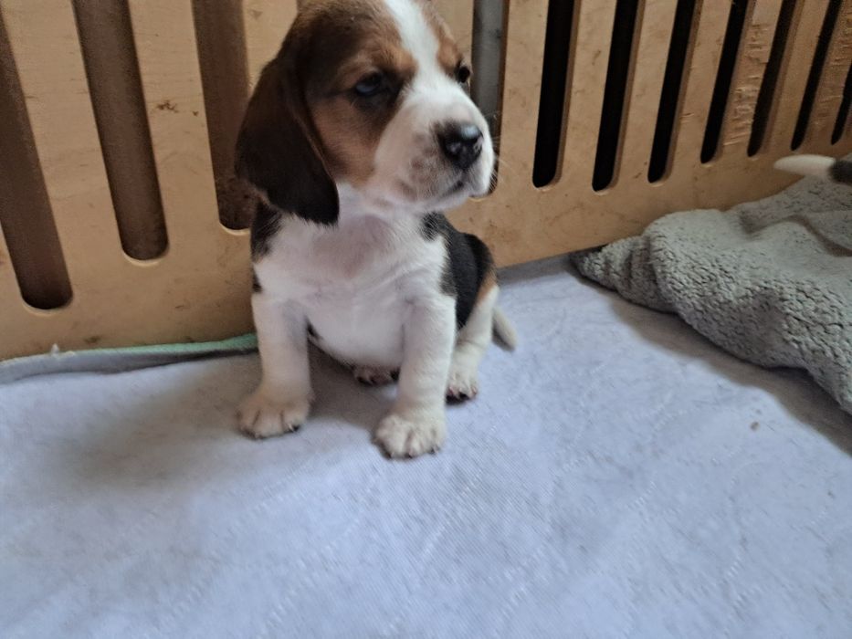 Продам щенков бигля