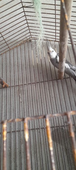 Caturras face branca