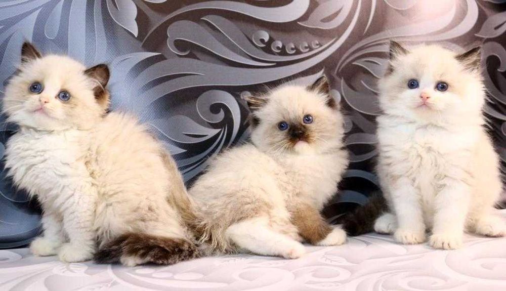 Чистокровні котики з яскравими очима-Ragdoll (Регдолл
